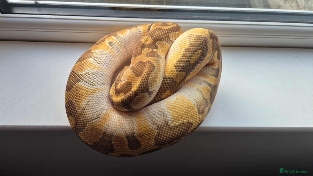 Python Snake reptiles for sale: Royal / Ball Pythons For Sale - Advert 4
