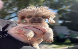 Shih Tzu dogs for sale: Absolutely TINY UNIQUE - Image 2