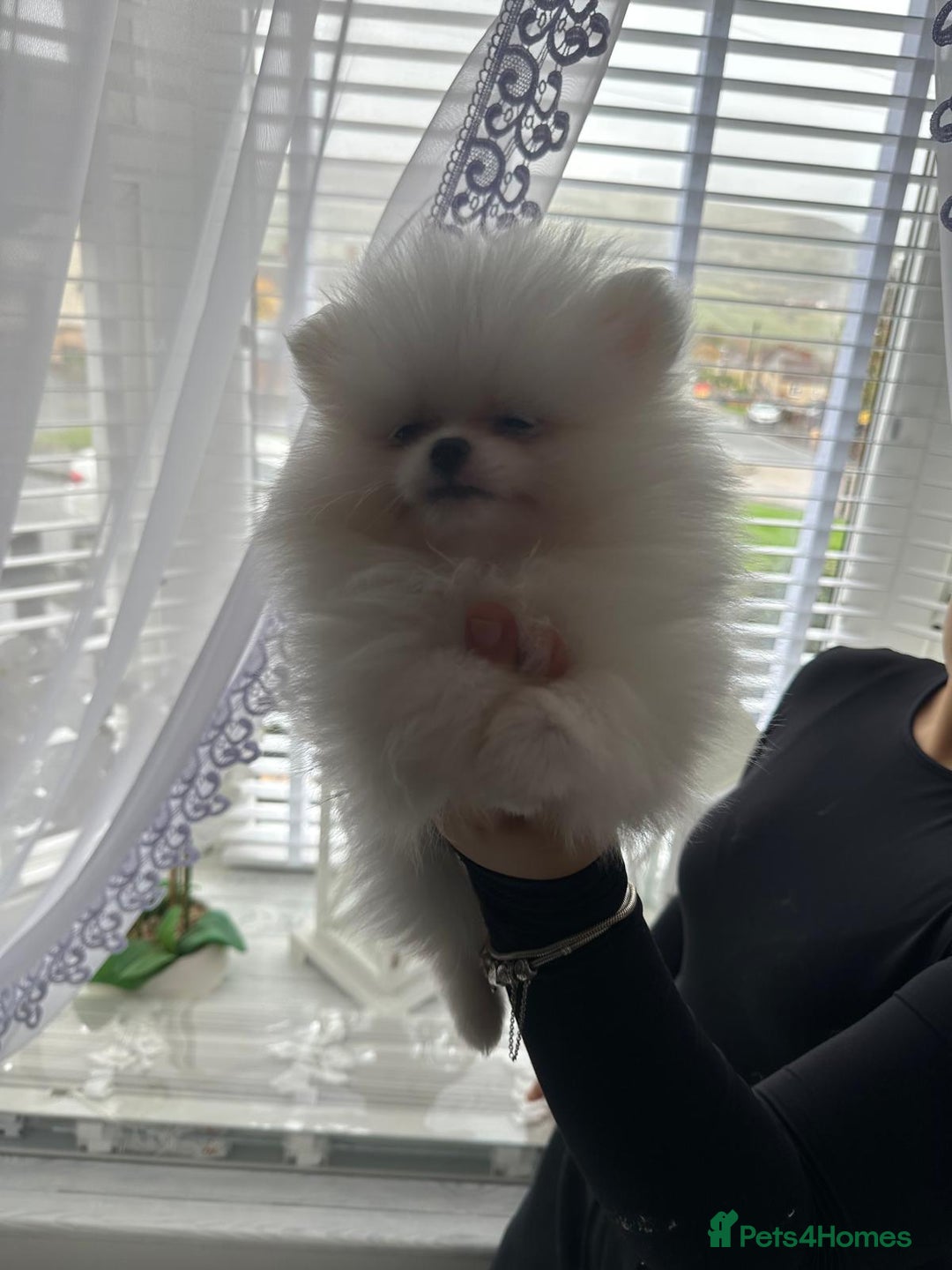 Pomeranian dogs for sale: Quality Pomeranian girls ready NOW ❤ - Image 7