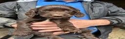 Sprocker dogs for sale: Sprocker Pups  - Advert 8