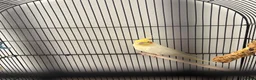 Cockatiels birds for sale: Cockatiel for sale  in Southsea - Advert 4