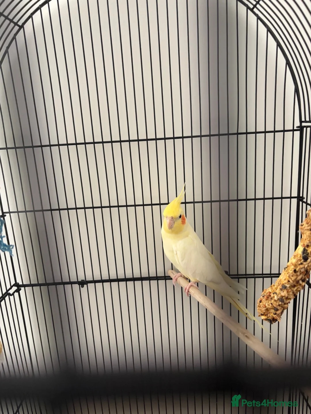 Cockatiels birds for sale: Cockatiel for sale  in Southsea - Advert 4
