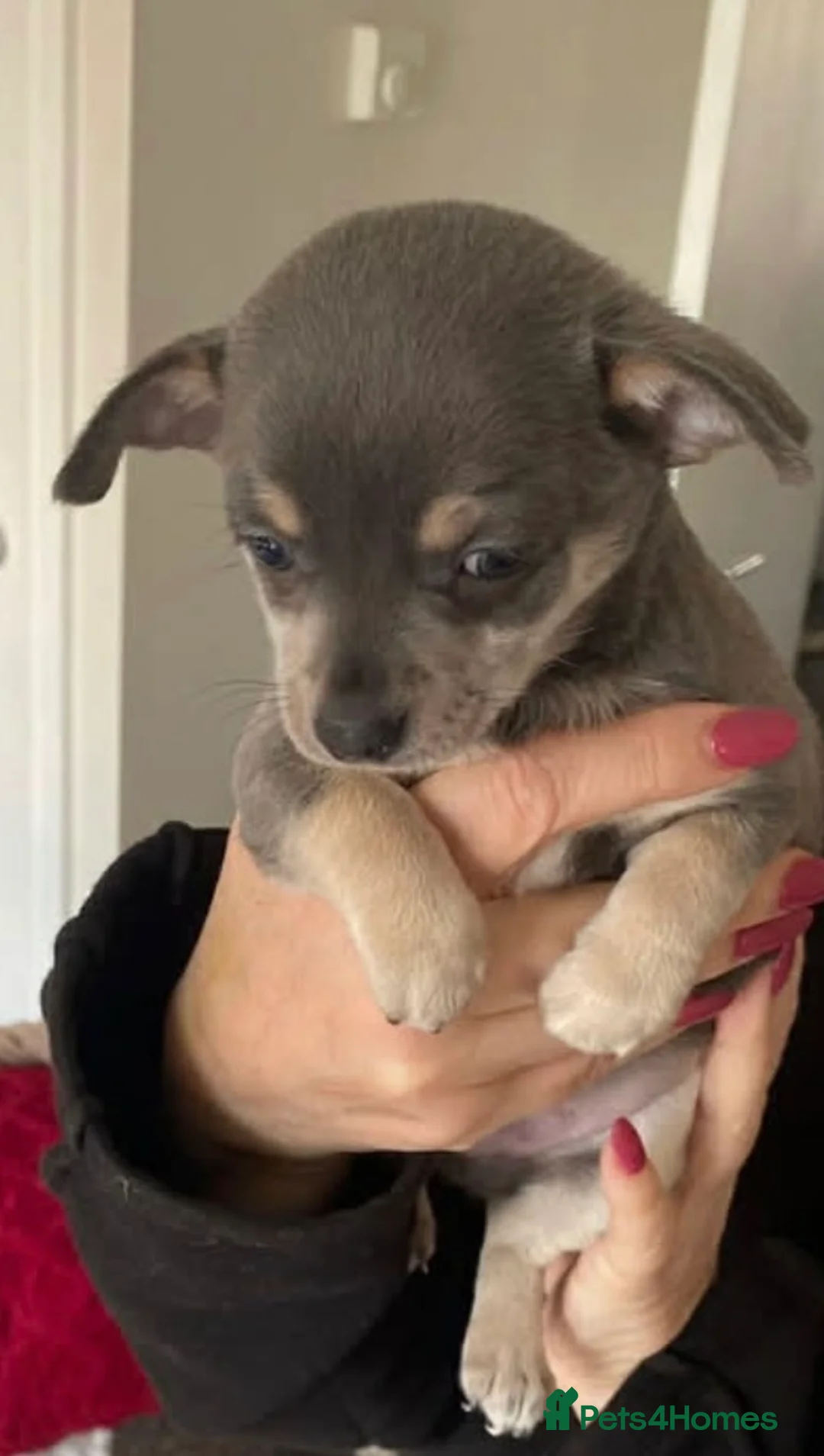 Chihuahua dogs for sale: Boy chihuahua for sale  in Swanscombe - Advert 2