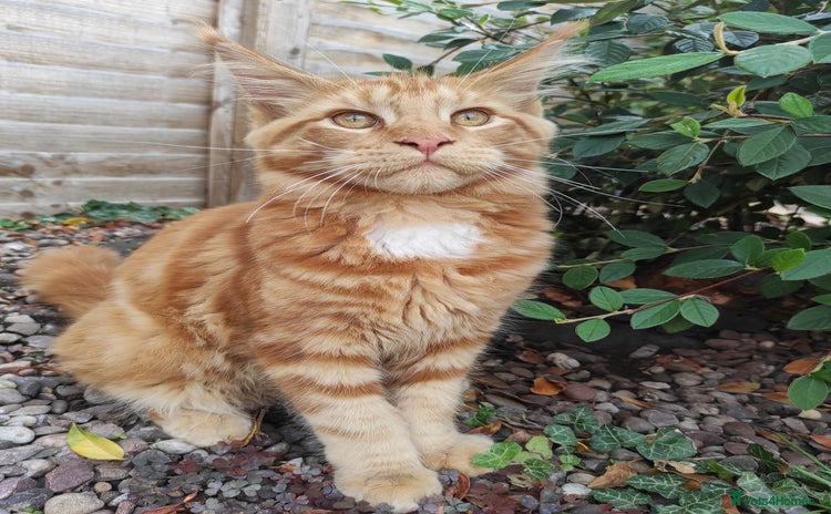 Maine Coon cats in Rushden - Advert 8