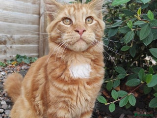 Maine Coon cats in Rushden - Advert 34