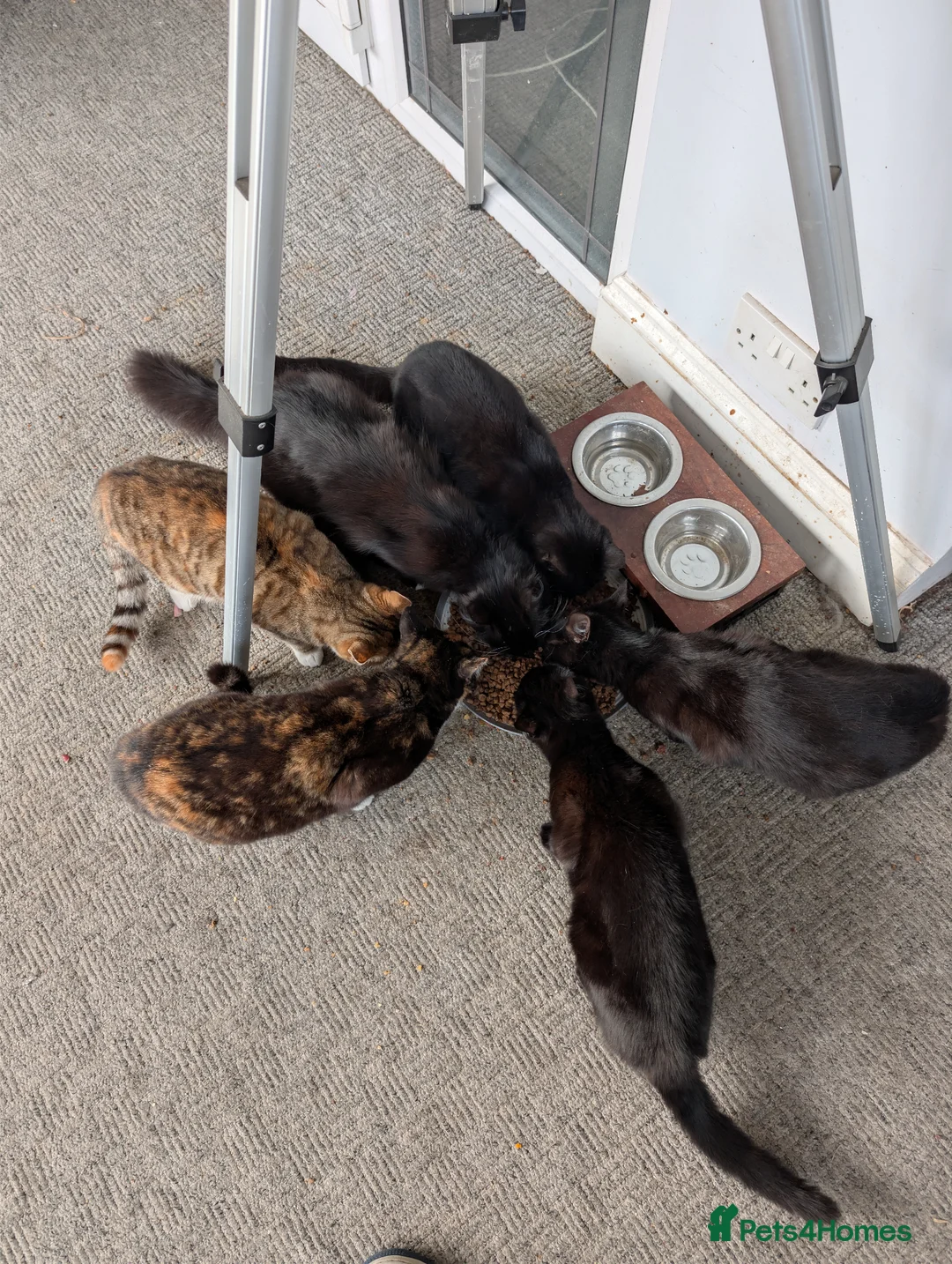 Mixed Breed cats for sale: Beautiful Chantilly-Tiffany x British Shorthair. - Advert 20