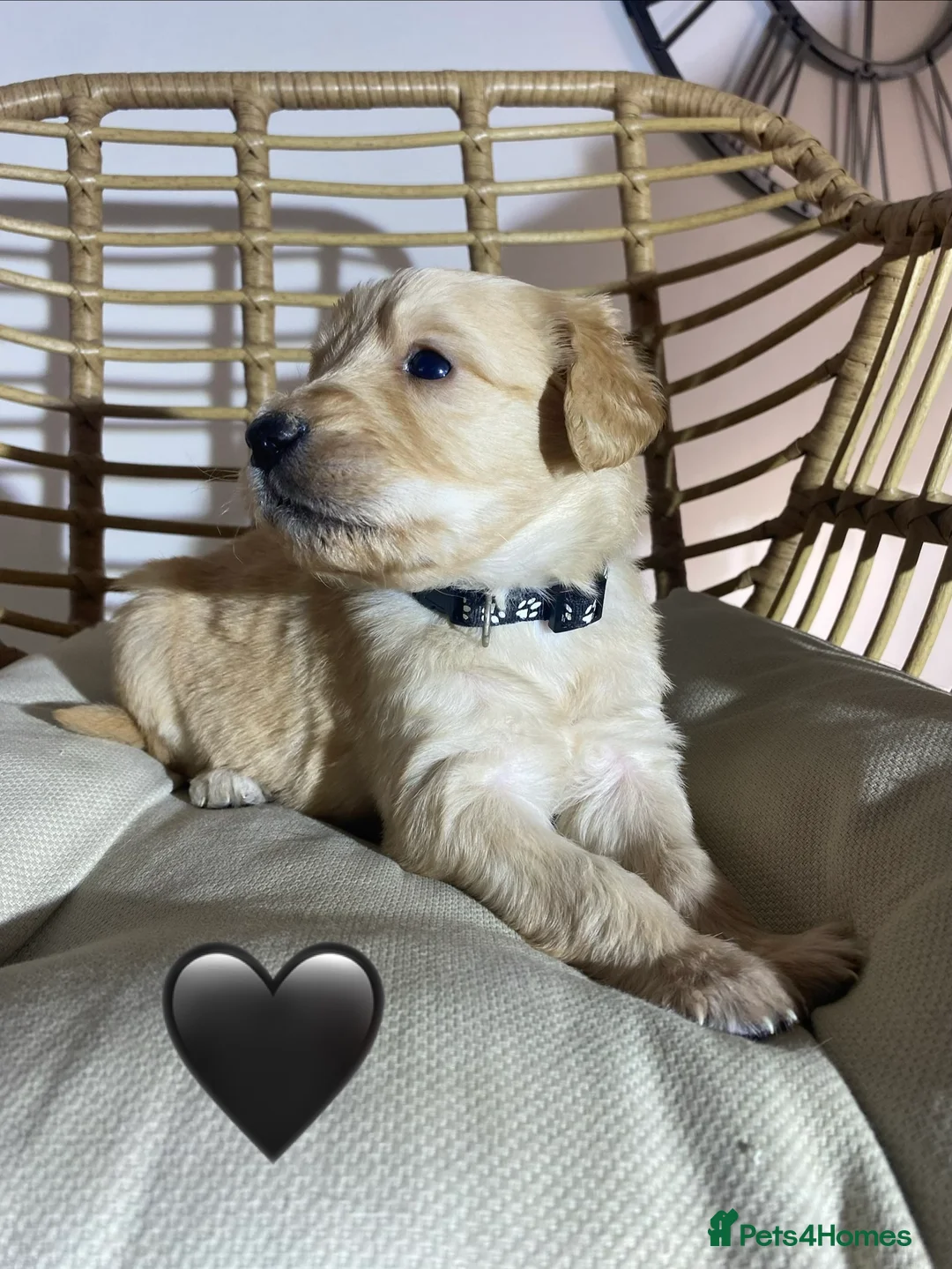 Goldendoodle dogs for sale: F1 Goldendoodles 🖤💛 - Advert 2