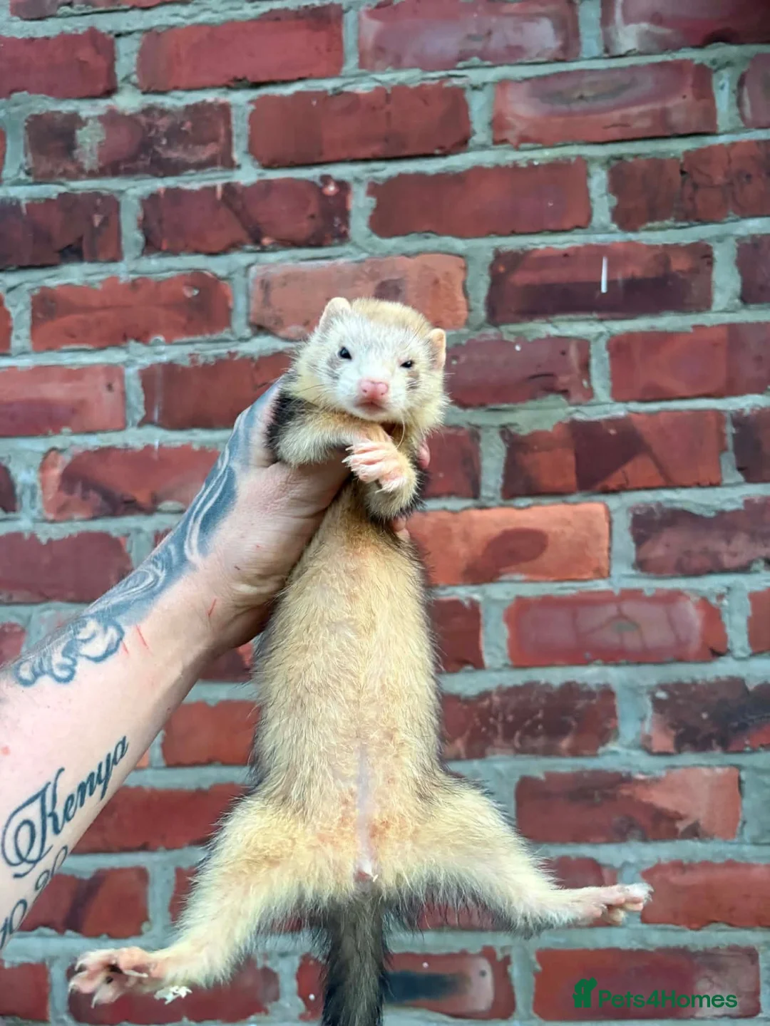 Ferret rodents for sale: Jill kits  in Sunderland - Advert 6