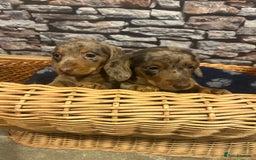 Miniature Dachshund dogs for sale: Stunning Miniature Smooth Dachshund - Image 16