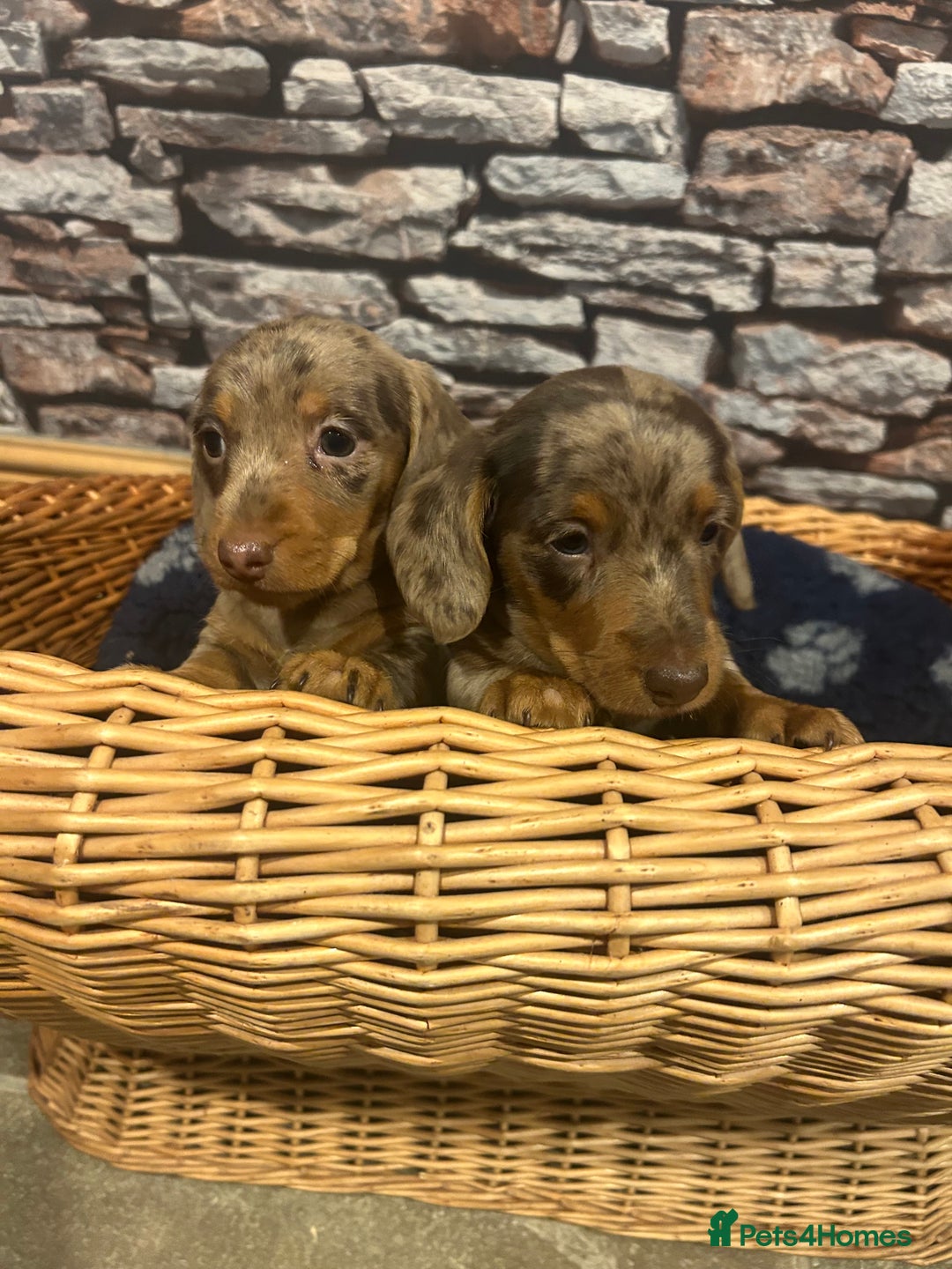 Miniature Dachshund dogs for sale: Stunning Miniature Smooth Dachshund - Image 16