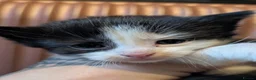 Domestic Shorthair cats for sale: Fluffy Little Mischief Makers Looking for Homes - Advert 3