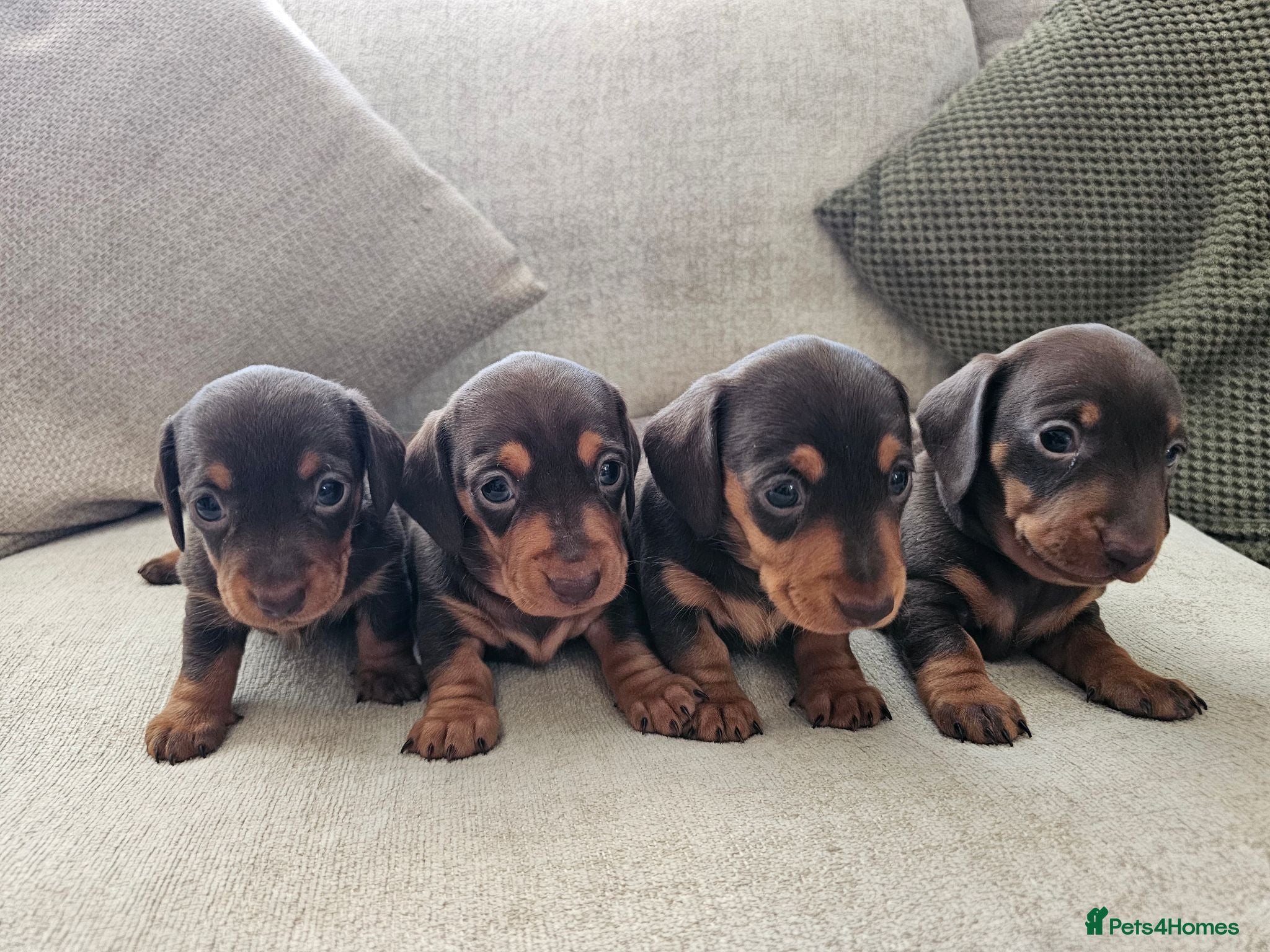 Miniature Dachshund dogs Miniature Dachshund Chocolate/Tan KC Reg Puppies - Advert 1