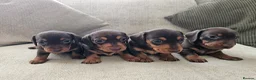 Miniature Dachshund dogs for sale: Miniature Dachshund Chocolate/Tan KC Reg Puppies - Advert 11