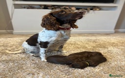 Sprocker dogs for sale: 3 Gorgeous brown sprokers boy puppies  - Image 10