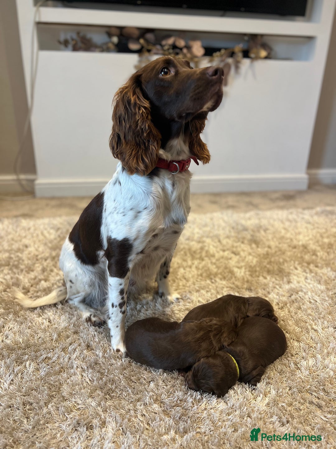 Sprocker dogs for sale: 3 Gorgeous brown sprokers boy puppies  - Image 10