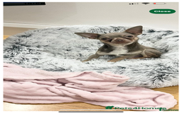 Chihuahua dogs for sale: Lilac girls - Image 2