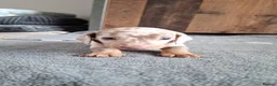 Miniature Dachshund dogs for sale: Outstanding KC Reg Mini Dachshund Puppies   in Wigan - Advert 34