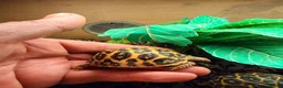 Tortoise reptiles for sale: Indian star tortoise  - Advert 3