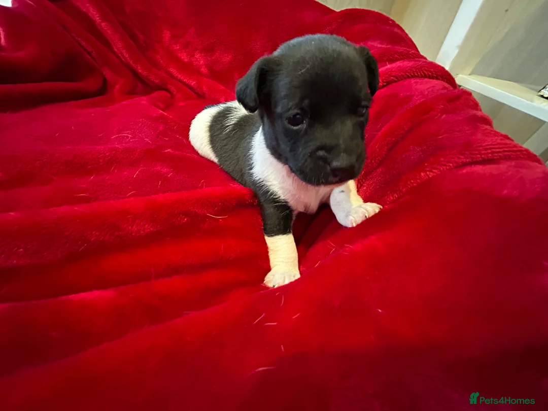 Jack Russell dogs for sale: Jack Russell puppies  - Advert 8