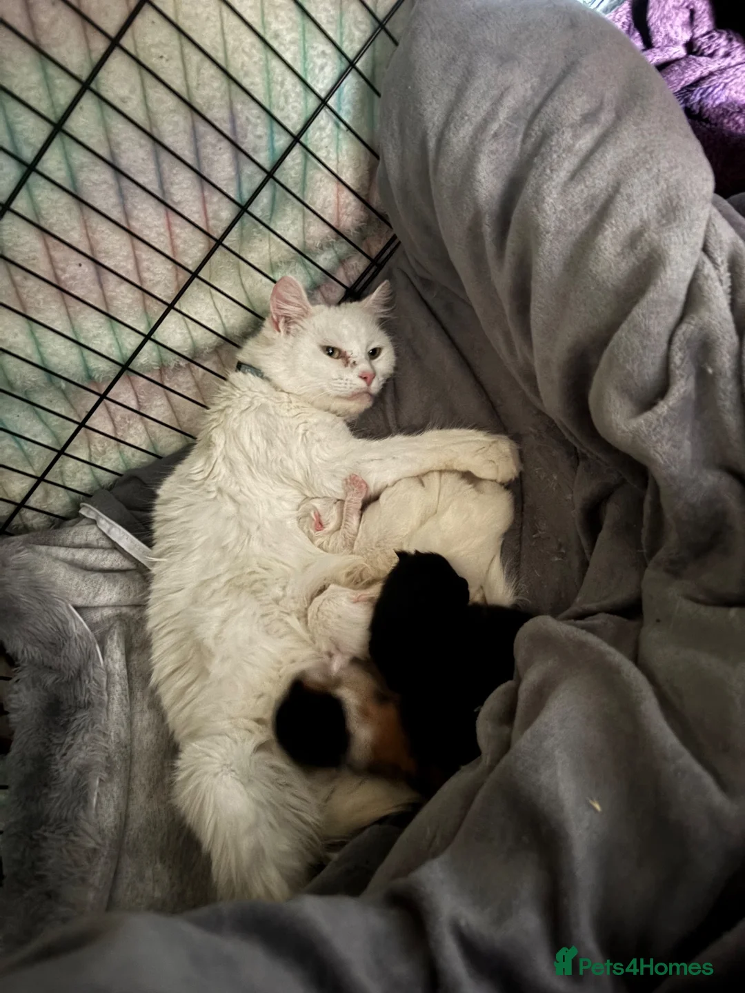 Maine Coon cats for sale: # Beautiful ragdoll x Maine Coon Kittens 🐾 - Advert 2