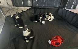 Mixed Breed cats for sale: 🐾 Kittens Ready for Their Forever Homes 🐾 - Image 8