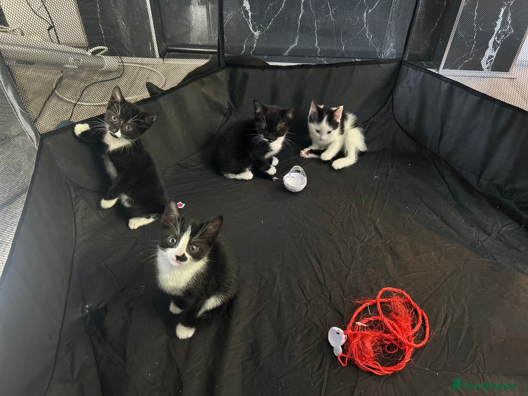 Mixed Breed cats for sale: 🐾 Kittens Ready for Their Forever Homes 🐾 - Image 8