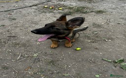 German Shepherd dogs for sale: German shepherd puppies looking for a new home  in Cambridge - Image 12