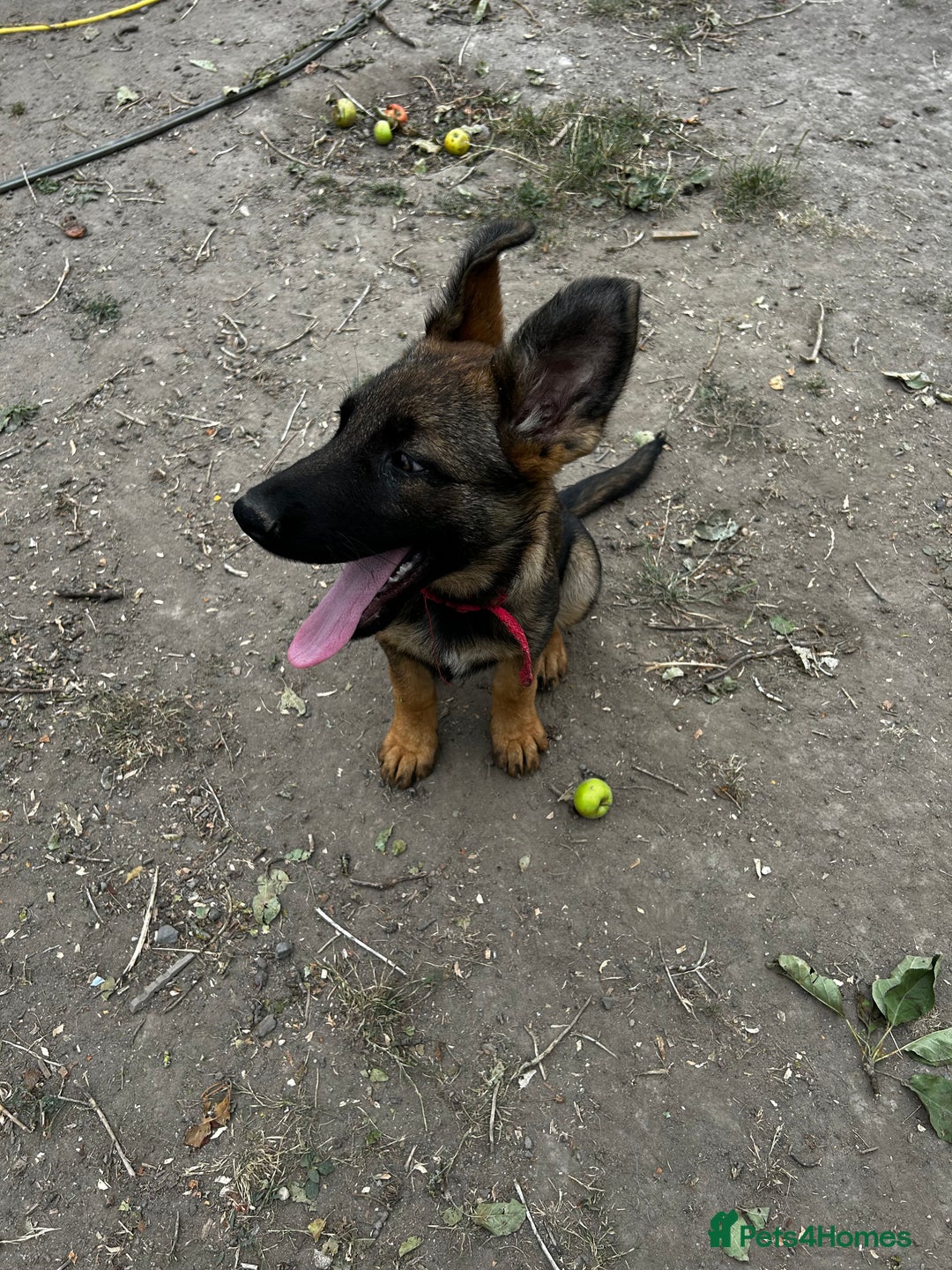 German Shepherd dogs for sale: German shepherd puppies looking for a new home  in Cambridge - Image 12