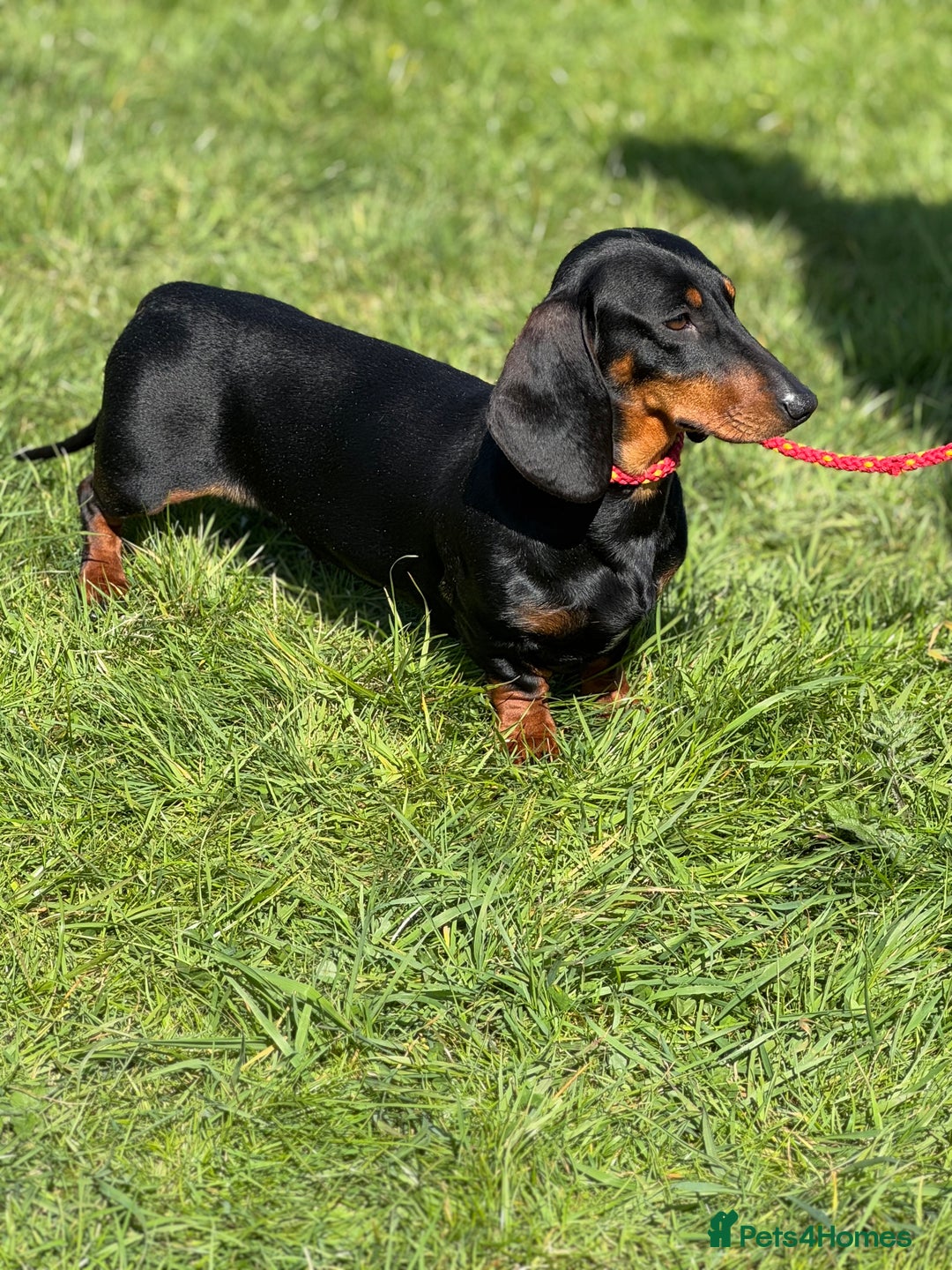 Dachshund dogs for sale: The most beautiful Tweenies  - Image 8