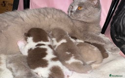 British Shorthair cats for sale: Lilac Bi colour BSH Boys Tica Registered - Image 9