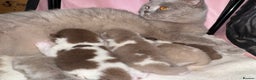 British Shorthair cats for sale: Sold - Lilac Bi colour BSH Boys Tica Registered - Advert 9