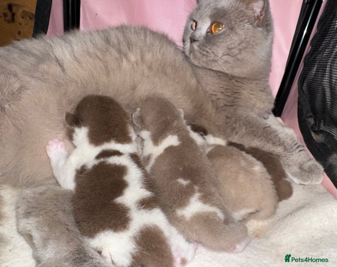 British Shorthair cats for sale: Lilac Bi colour BSH Boys Tica Registered - Image 9