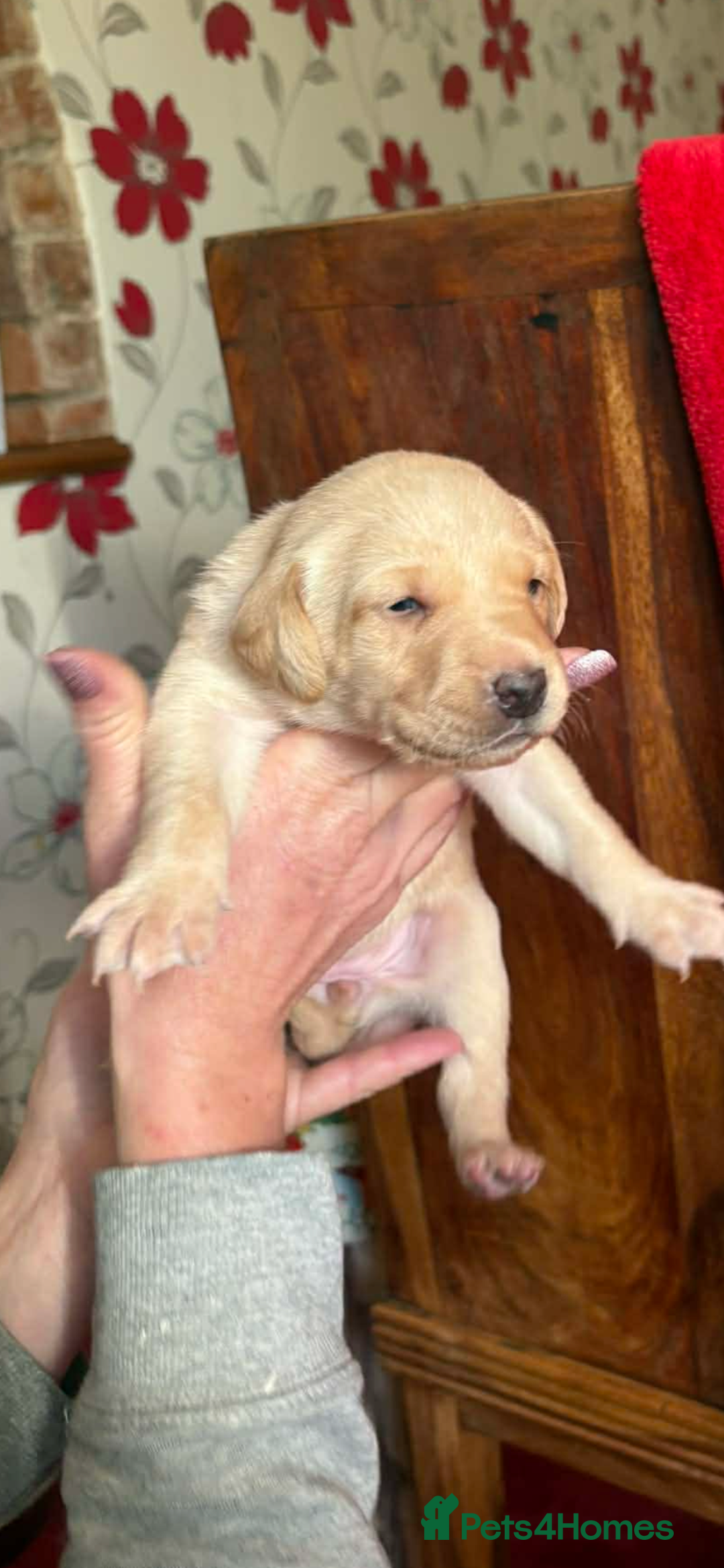 Labrador Retriever dogs for sale: Labrador puppies for sale  - Advert 5