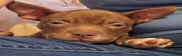 American Bully dogs for sale: Pocket bully female  in Leicester - Advert 3