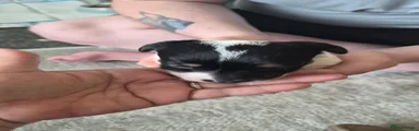 Jack Russell Puppy 3