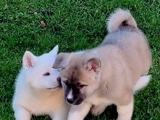 Akita dogs Akita pups READY - Advert 9