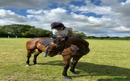 English Thoroughbred horses for sale: Smart hunter for sale - perfect mother/daughter - Image 8