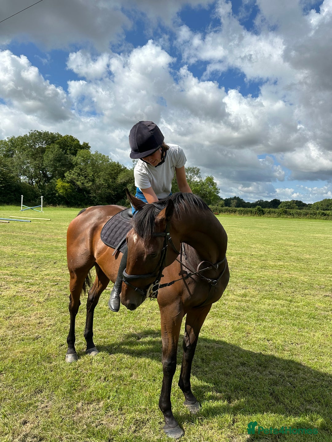 English Thoroughbred horses for sale: Smart hunter for sale - perfect mother/daughter - Image 8