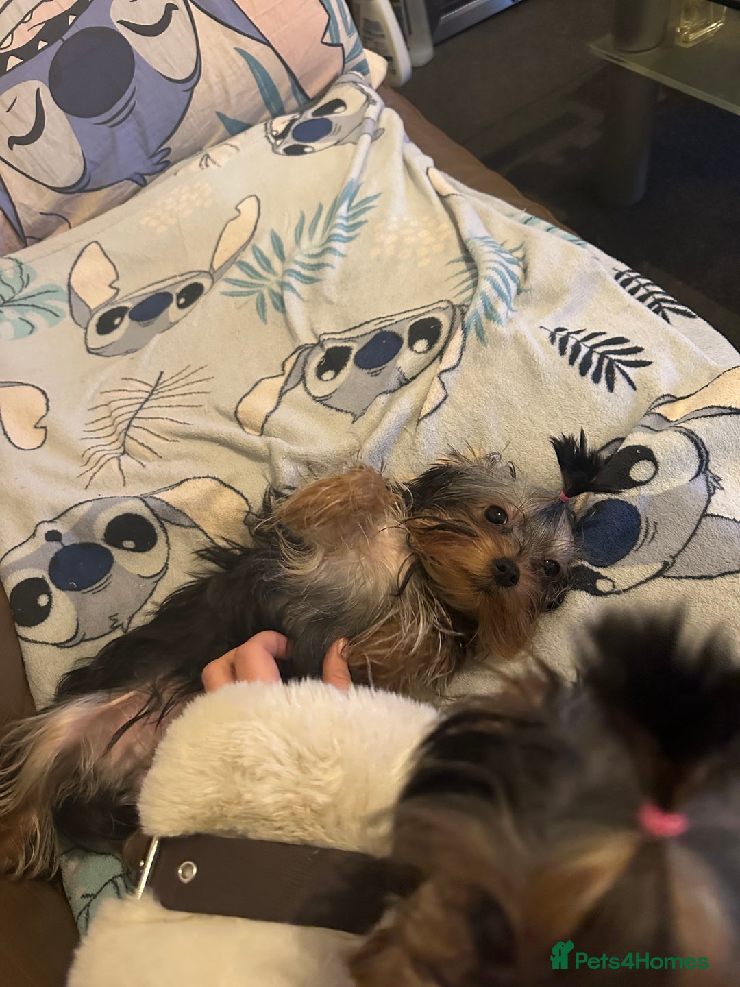 Yorkshire Terrier dogs for sale:  **  Yorkshire Terrier Boys - Advert 9