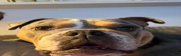 Mixed Breed dogs for sale: English bulldog X - Advert 7