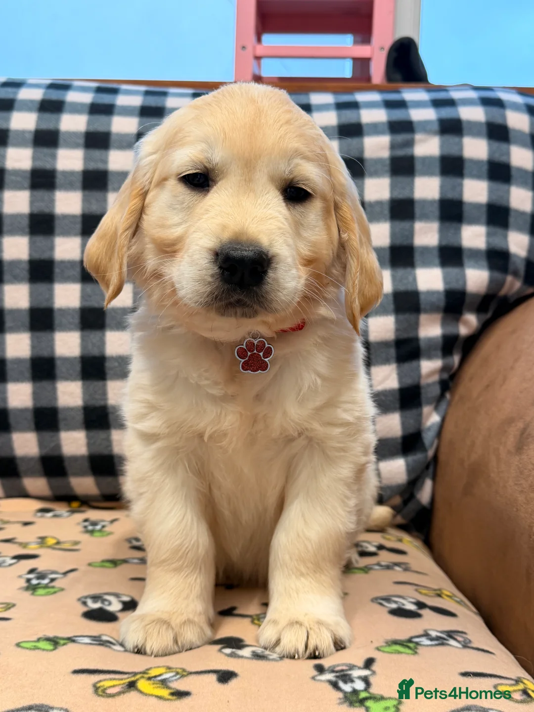 Golden Retriever dogs for sale: 🐶Fluffy bears looking for forever home💕💕 ! - Advert 25