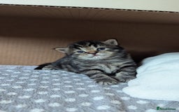 Mixed Breed cats for sale: 4 adorable Ragdoll/Tabby mix kittens - Image 13