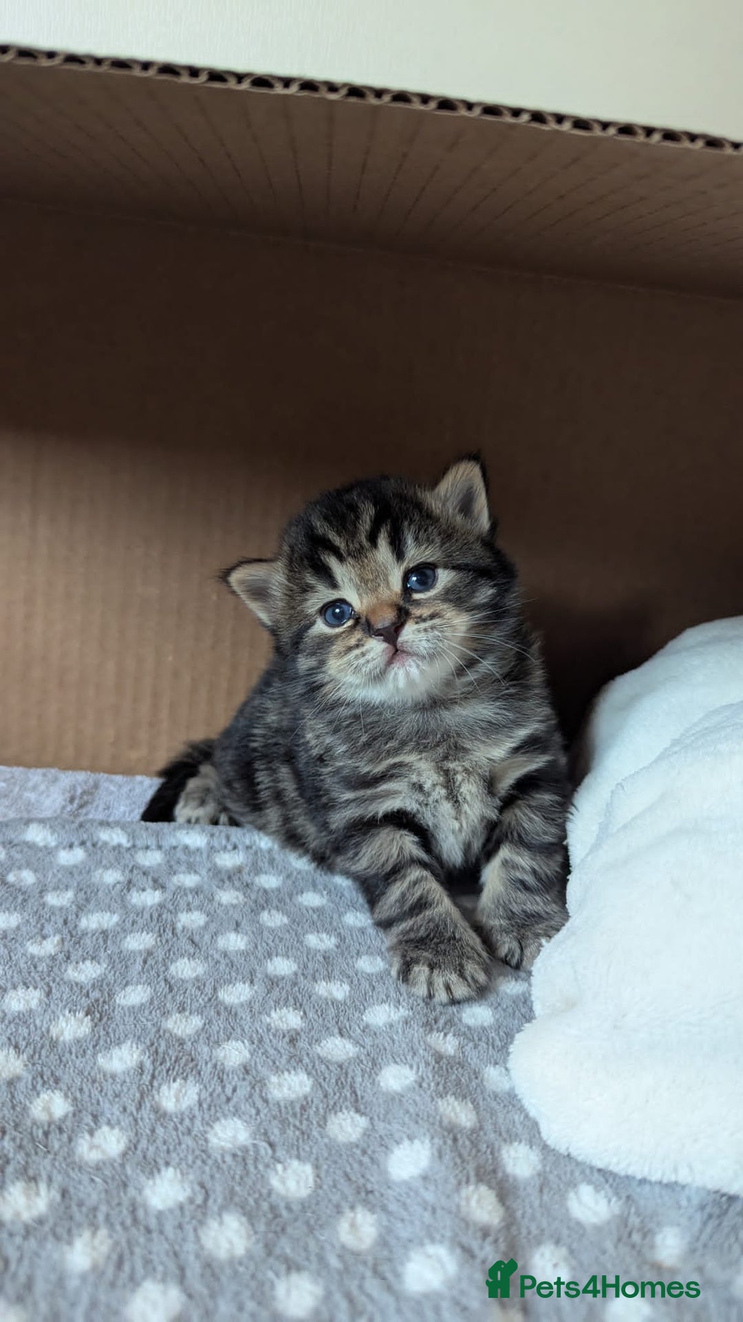 Mixed Breed cats for sale: 4 adorable Ragdoll/Tabby mix kittens - Image 13