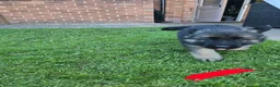 German Shepherd dogs for sale: German Shepherd Puppies 3 Males & 2 Females in York - Advert 6