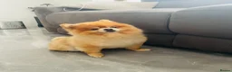 Pomeranian dogs for sale: Pomeranian puppies for sale - Advert 2