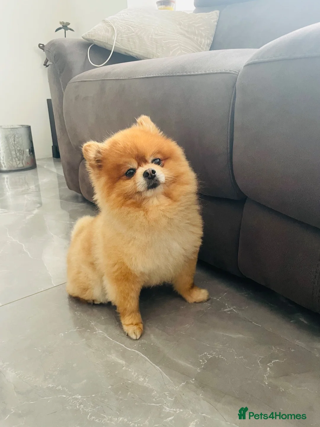 Pomeranian dogs for sale: Pomeranian puppies for sale - Advert 2