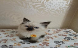 Ragdoll cats for sale: 8 beautiful Ragdoll cats - Image 13