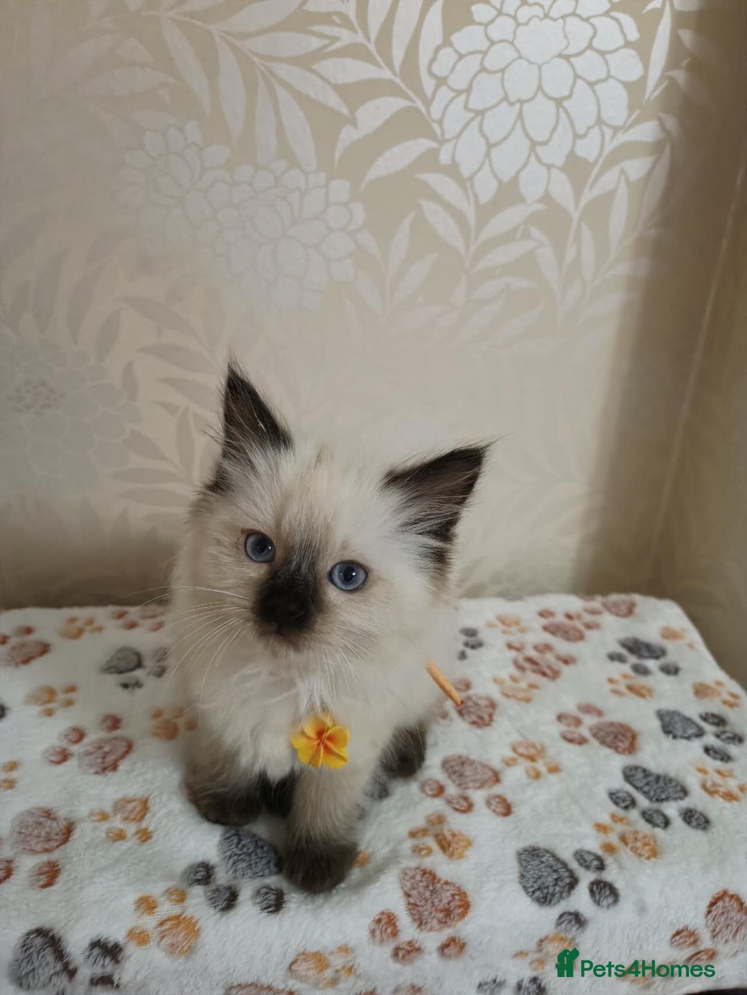 Ragdoll cats for sale: 8 beautiful Ragdoll cats - Image 13