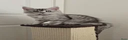 Maine Coon cats for sale: Stunning Silver Shaded Maine Coon kittens - Advert 11
