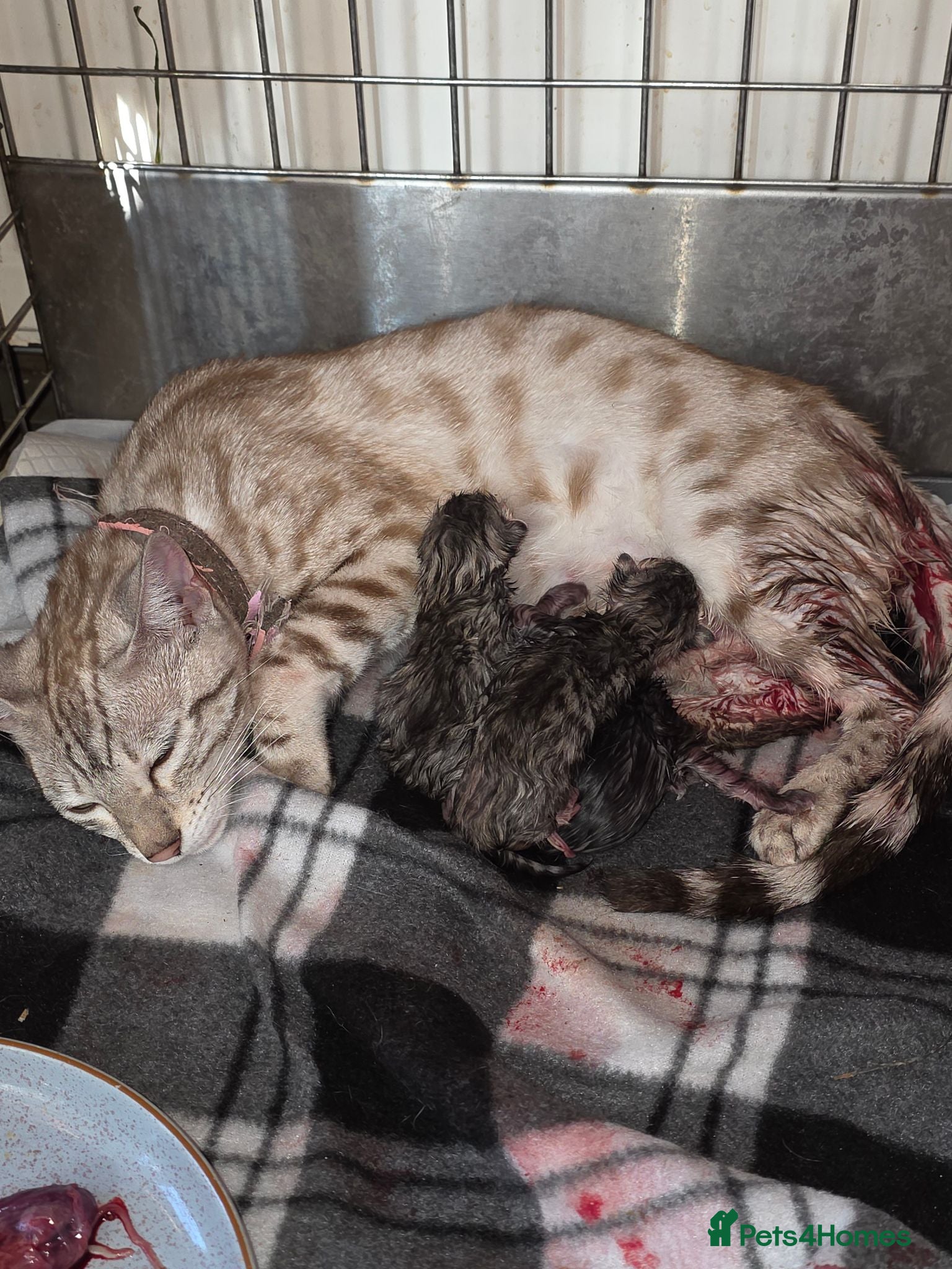 Bengal cats Bengal charcoal silver kittens from snow lynx mum - Advert 1